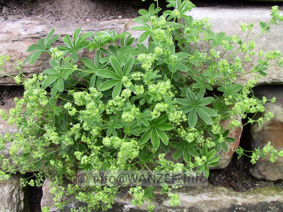 Alchemilla hoppeana 02 in Mauer.jpg